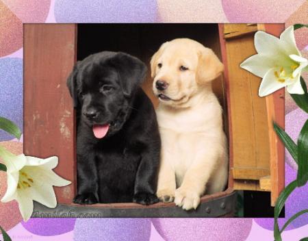 trop mignon